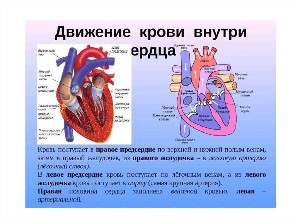 В правый желудочек сердца человека поступает. Строение сердца с венозной и артериальной крови. Как кровь поступает в сердце. В правое предсердие кровь поступает по. Артериальная кровь в сердце.