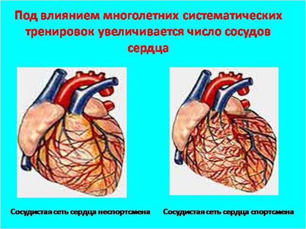 Тренированность сердца. Влияние физических упражнений на сердечно-сосудистую систему. Упражнения влияющие на сердечно сосудистую систему. Влияние на сердечно-сосудистую систему. Влияние тренировок на сердечно-сосудистую систему.