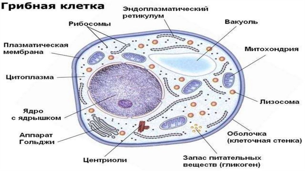 Клетки гриба не имеют ядра. Строение клетки грибов 10 класс. Строение клетки гриба 7 класс биология. Строение клетки гриба 6 класс биология. Строение клетки гриба 5 класс биология.