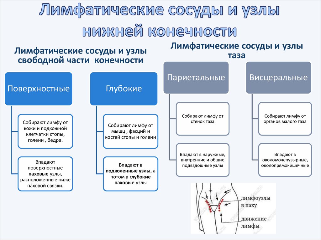 Лимфатические сосуды легких