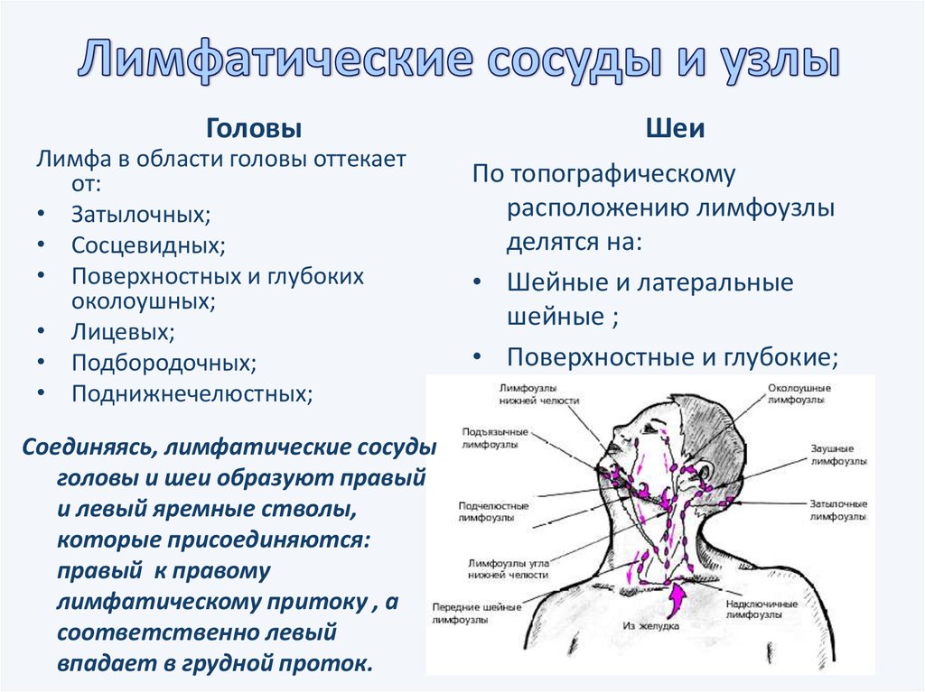 От мозга кровь оттекает. Региональные лимфатические узлы головы и шеи. Лимфатические узлы и область тела таблица. Шейные лимфоузлы отток.