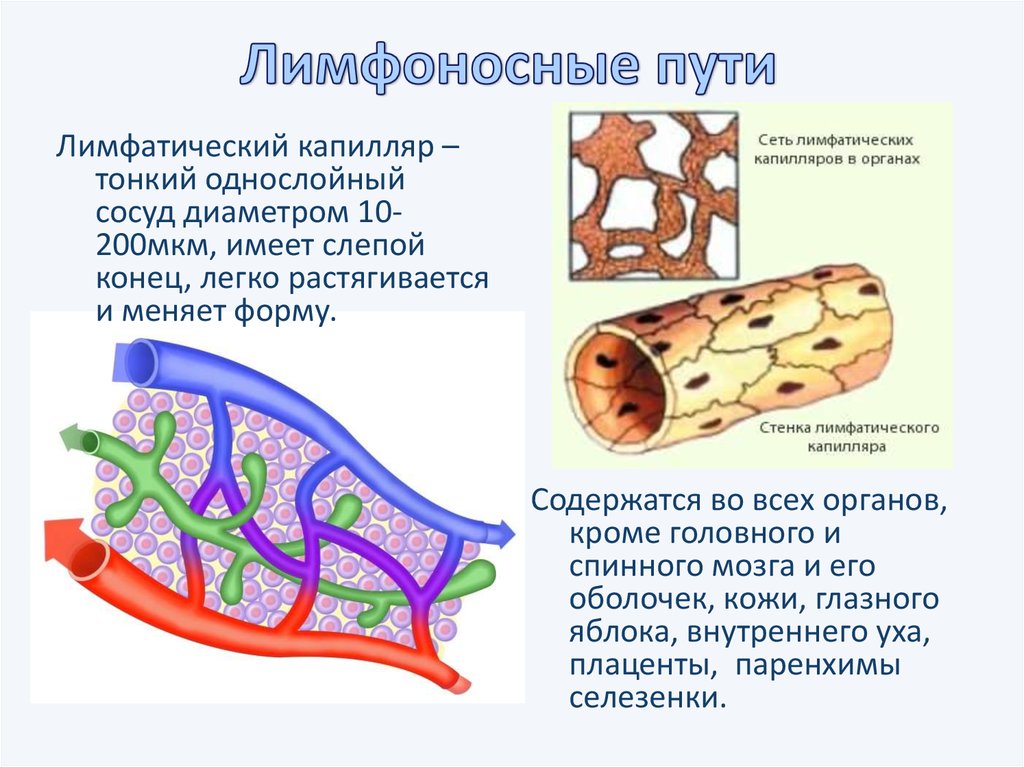 Строение лимфатических сосудов