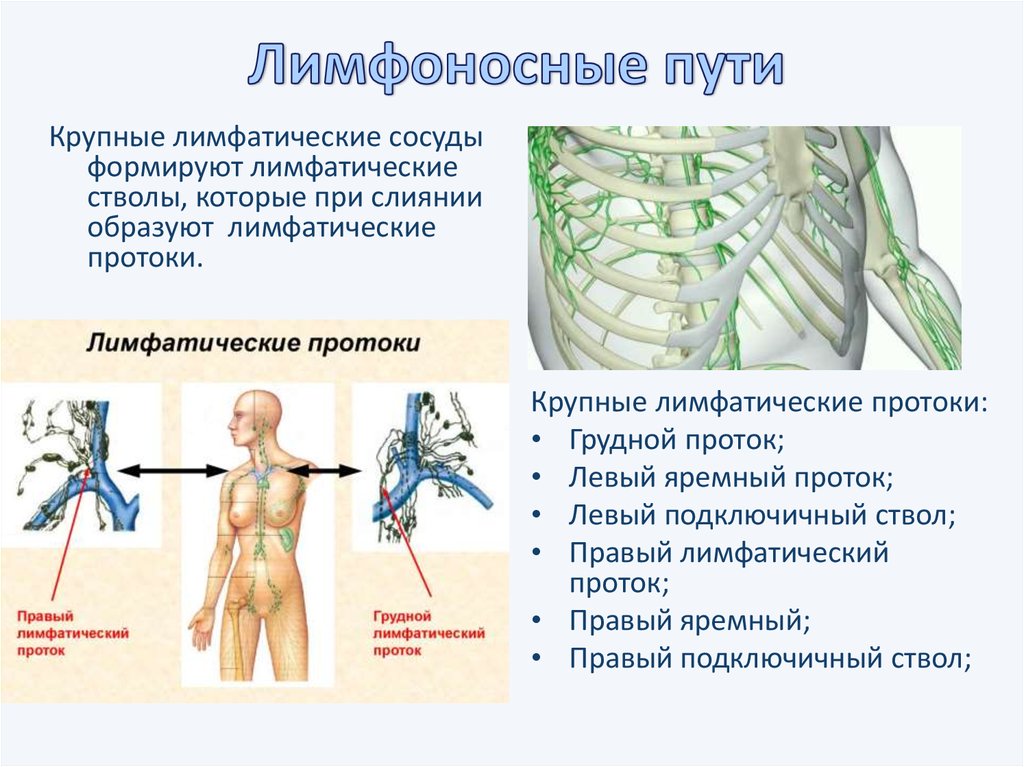 Как течет лимфа в организме схема направления