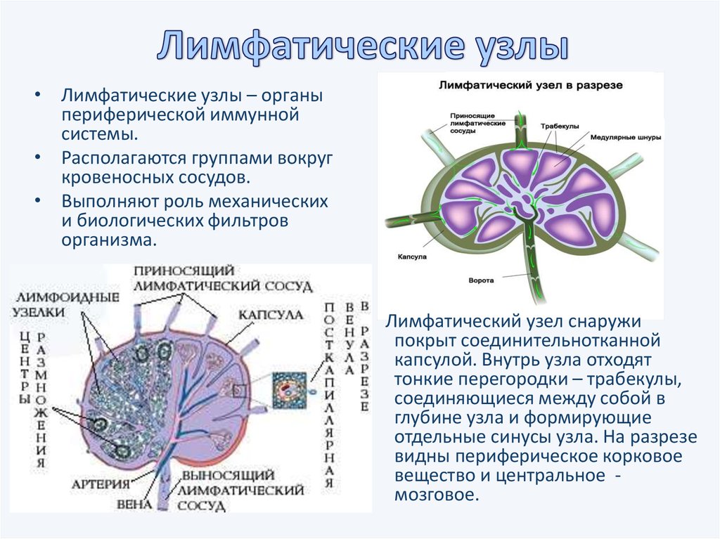 Лимфа включает. Строение лимфатического узла иммунология. Функции лимфатических узлов анатомия. Лимфатические узлы строение и функции. Охарактеризуйте строение лимфатического узла.