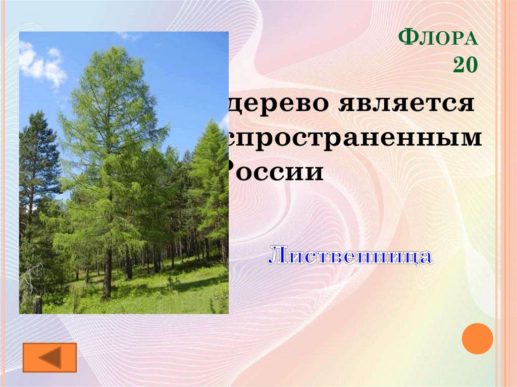 Деревом является. Объекты Флоры деревья в центральной России. Какое дерево является самым распространенным в России. Относятся ли к флоре деревья.