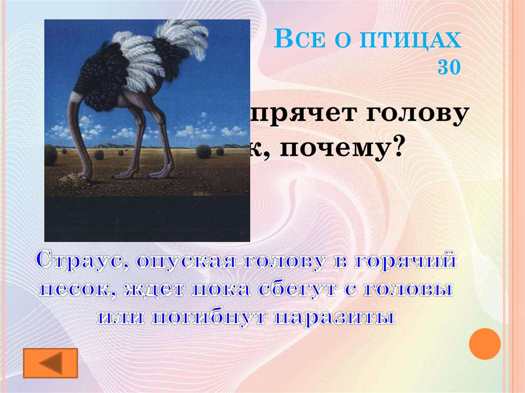 Кто прячет голову в песок. Страус голову в песок. Птица которая прячет голову в песок. Зачем страус прячет голову. Зачем страус прячет голову в песок.