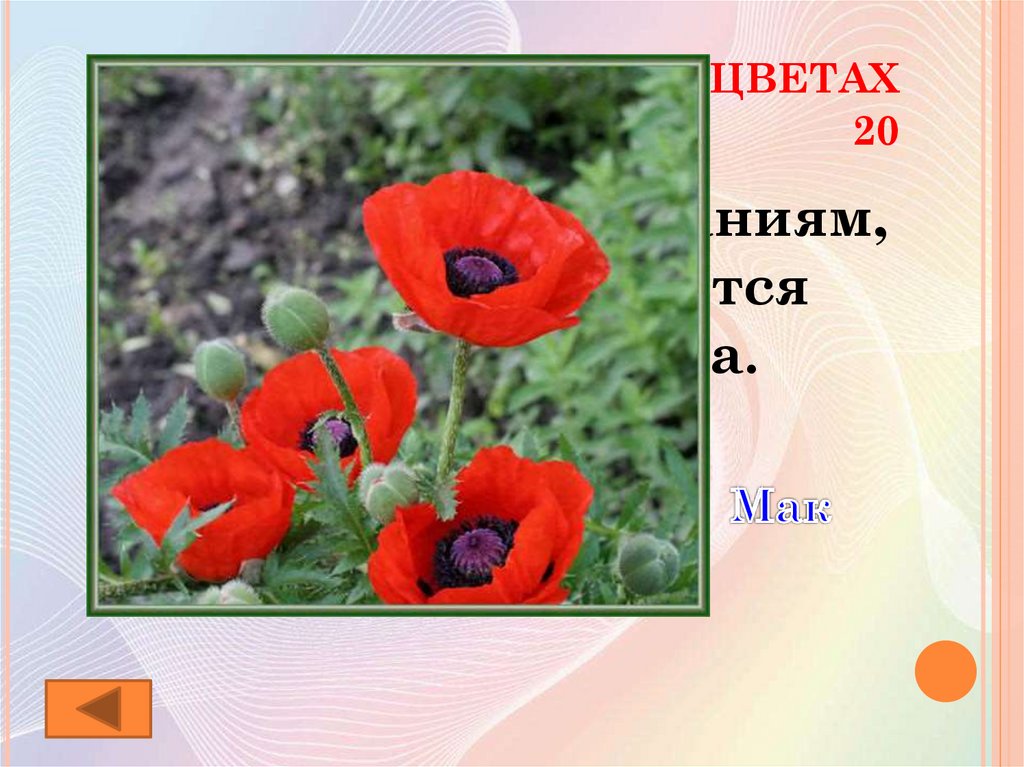 Цветок является. Загадка про Мак. Легенды о цветах Мак греческие. Загадка про Мак цветок. Всё о маке цветке.