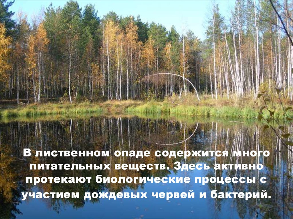 Активно протекающим. В почве Лесной зоны мало питательных веществ.. Обманчивый лес презентация. Презентация о лесе в Волоконовке. Опаде.