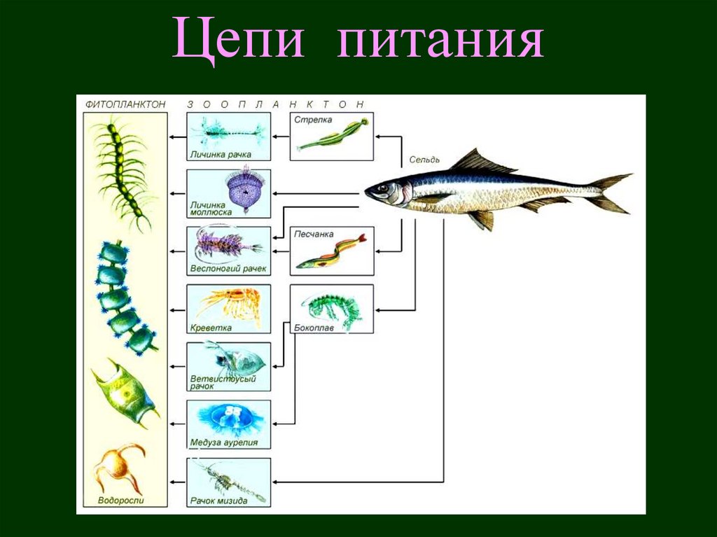Установите последовательность организмов в цепи питания. Цепь питания планктон. Цепь питания пресного водоема. Пищевая цепочка рыб. Цепт питание в врдоеме.