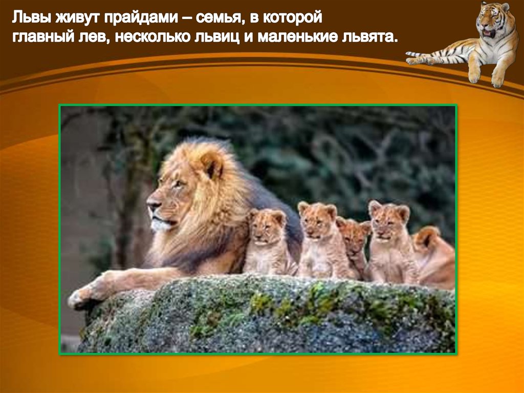 Львы живут семьей. Львы живут прайдами. Семейство кошачьих живущие семьями. Какие кошачьи живут семьями. Какие представители кошачьих живут семьями.