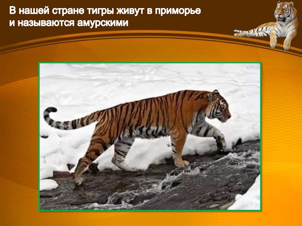 Тигры живущие в россии. Где обитают тигры. Тигр живет. Где живут тигры в России. Среда обитания тигра.