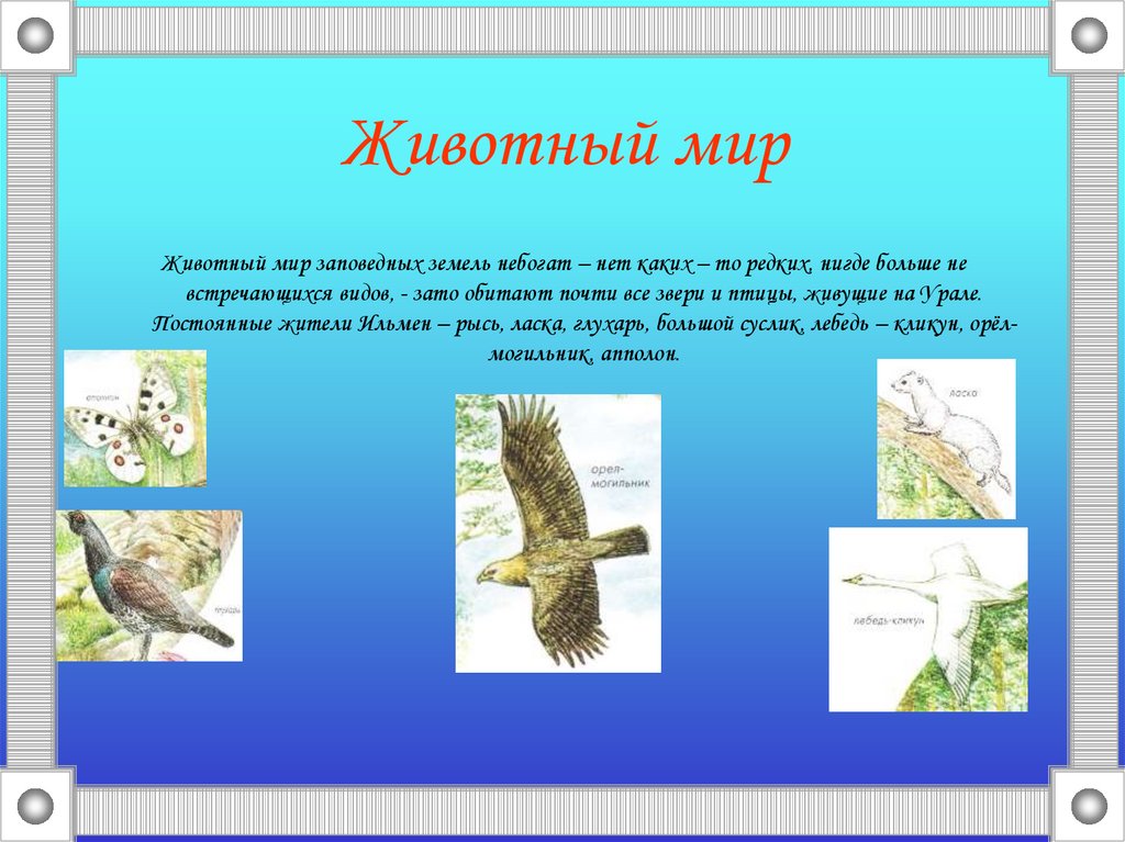 Животный мир