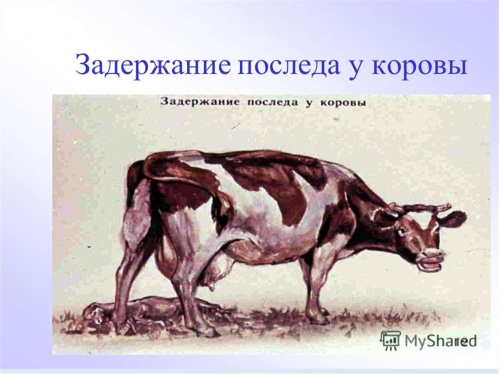 Болезнь коров бруцеллез что. Бруцеллез КРС симптомы. Эндометрит крупного рогатого скота. Послеродовой эндометрит КРС.