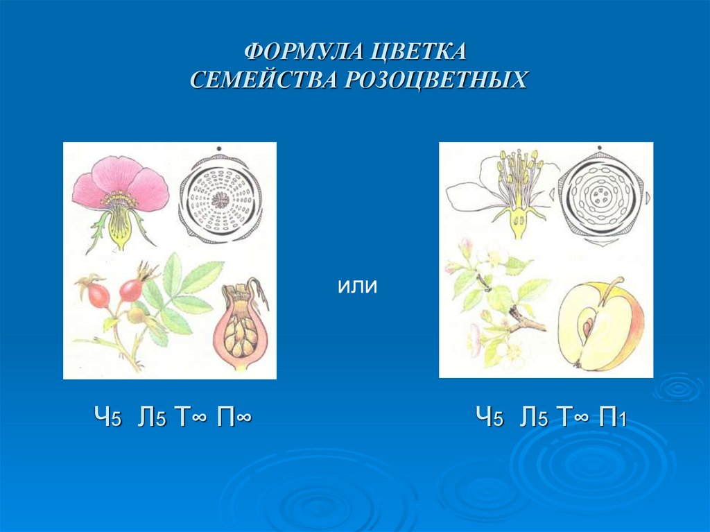 Формула и диаграмма цветка розоцветных