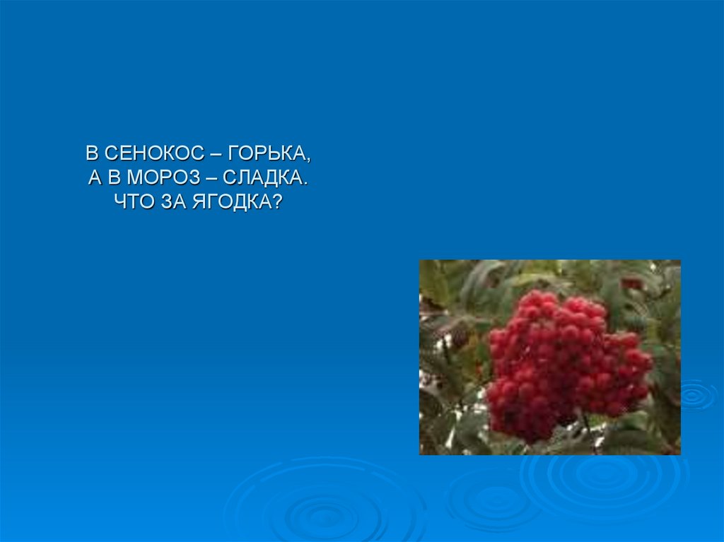 Сенокос горькая в мороз сладко. В сенокос горька а в Мороз Сладка. В сенокос горька а в Мороз Сладка что за Ягодка ответ. В сенокос горька а в Мороз Сладка отгадка. Отгадайте загадку -в сенокос горька,а в Мороз Сладка.