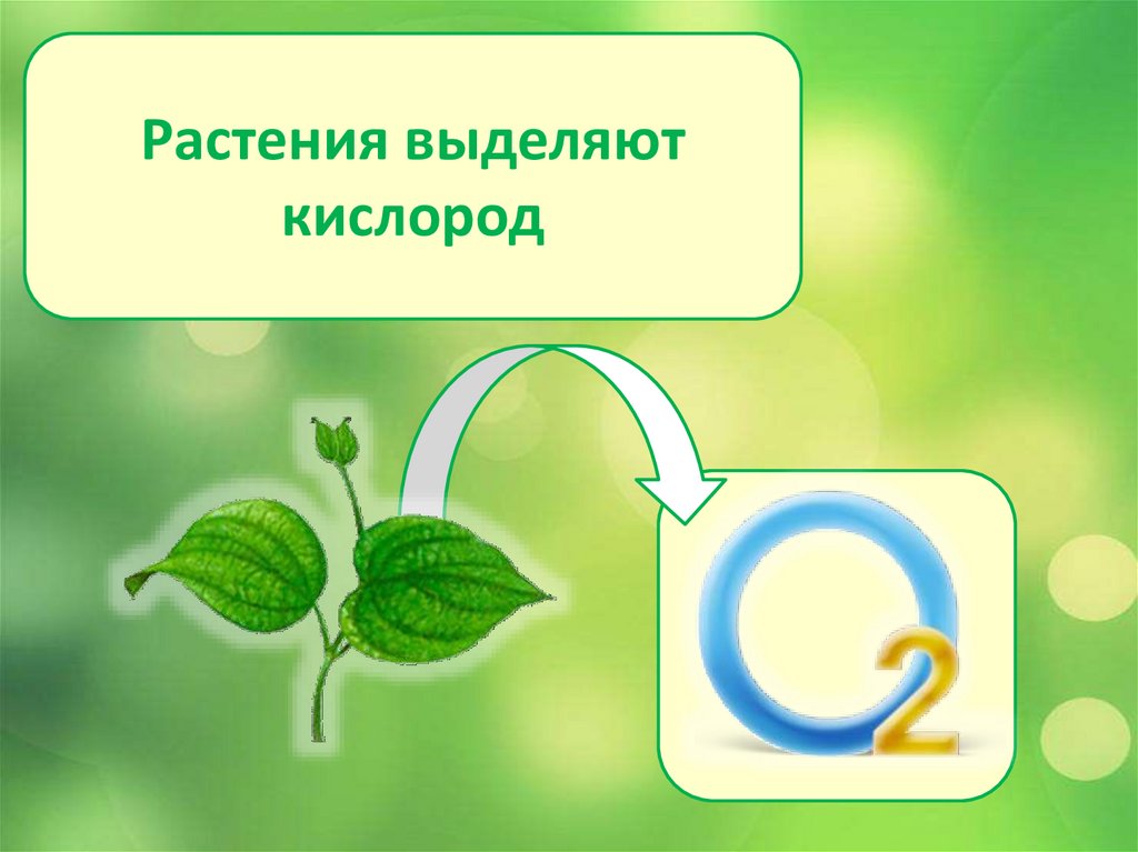 Растения выделяют кислород. Выделение кислорода растениями. Выделение кислорада растения. Выделение кислорода из растений.