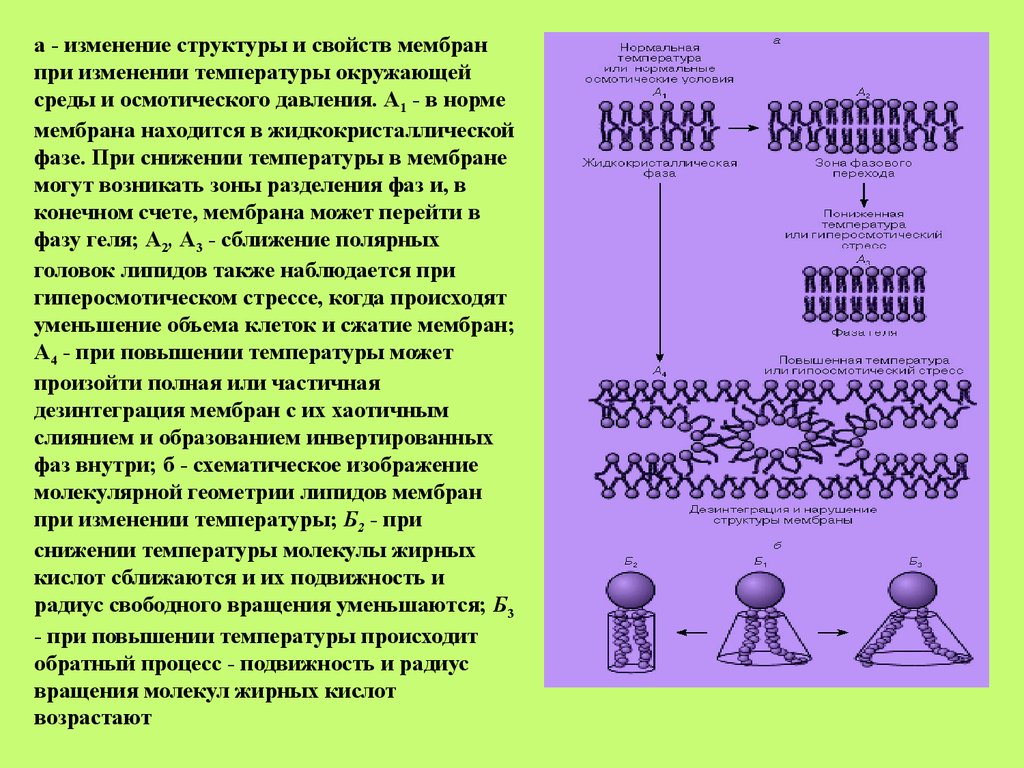 Меняется структура. Жидкокристаллическая структура мембран. Изменение свойств мембран. Жидкокристаллическая структура мембран характеризуется. Мембрана и температура.