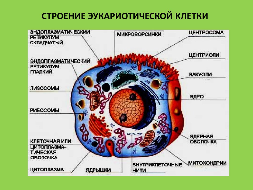 Органоиды и включения клетки