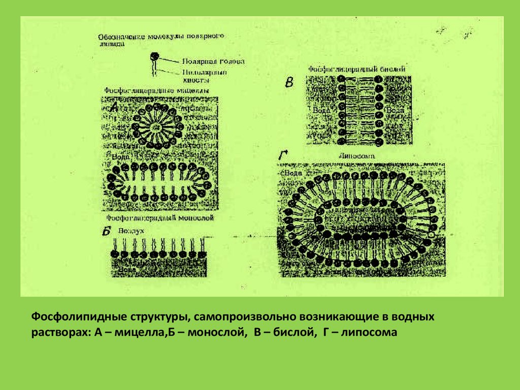 Соотнесите объекты с их обозначениями на рисунке фосфолипидный бислой