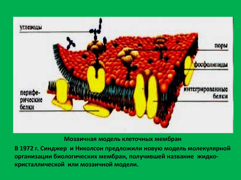 Модель мембраны клетки. Мозаичная модель мембраны 1972. Модель клеточной мембраны. Жидкая мозаичная модель мембраны.