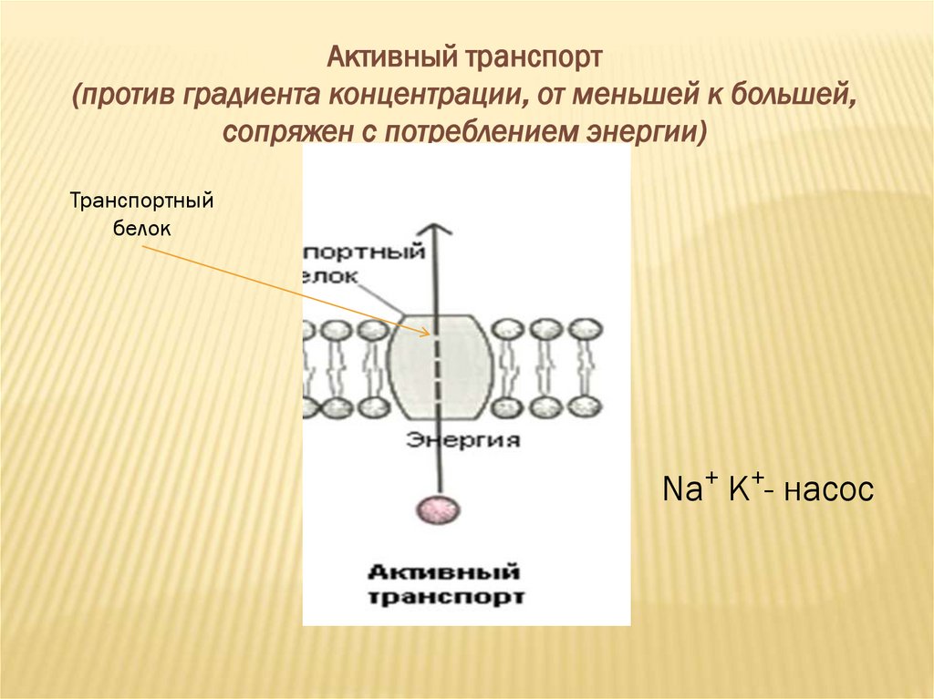 Характеристика мембраны