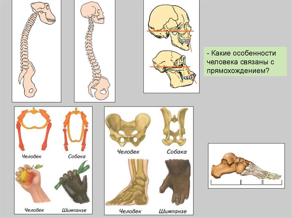 Признаки строения конечностей человека связанные с прямохождением. Изменения в скелете человека в связи с прямохождением. Особенности скелета человека связанные с прямо хождение. Особенности человека связанные с прямохождением. Особенности человека связаны с прямохождением.