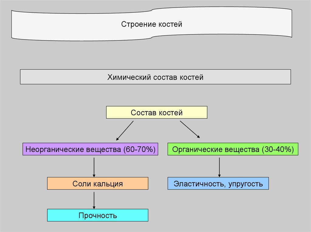 Строение костей химический состав. Строение и химический состав кости. Химический состав скелета человека. Хим состав строение костей. Химический состав и строение костей.