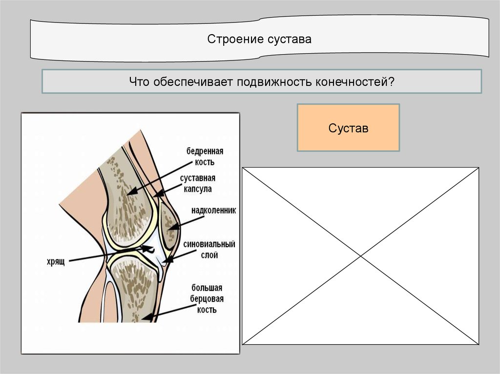 Схема строения колена