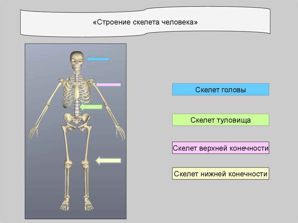 Презентация на тему скелет