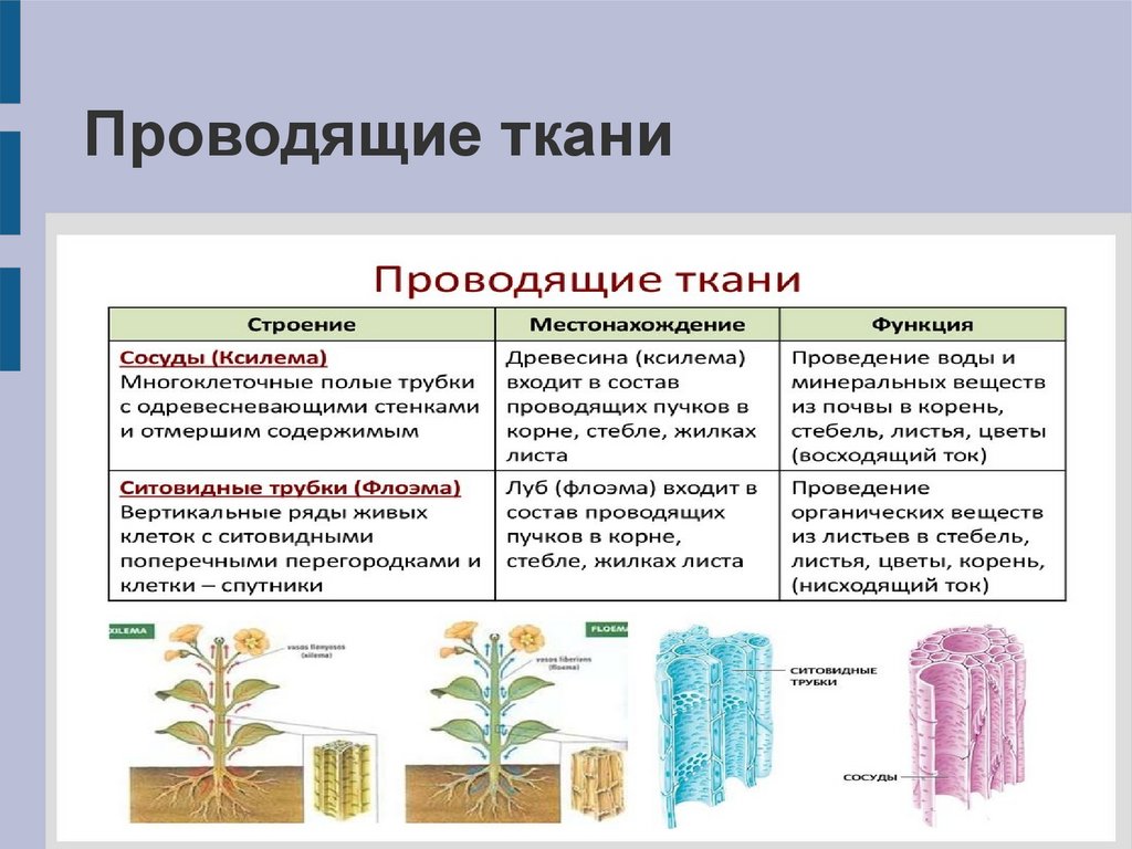 Проводящие элементы листа. Таблица проводящей ткани растений. Строение проводящей ткани растений 5. Ткани растений растений 6 класс биология. Элементы основной ткани растений 6 класс.