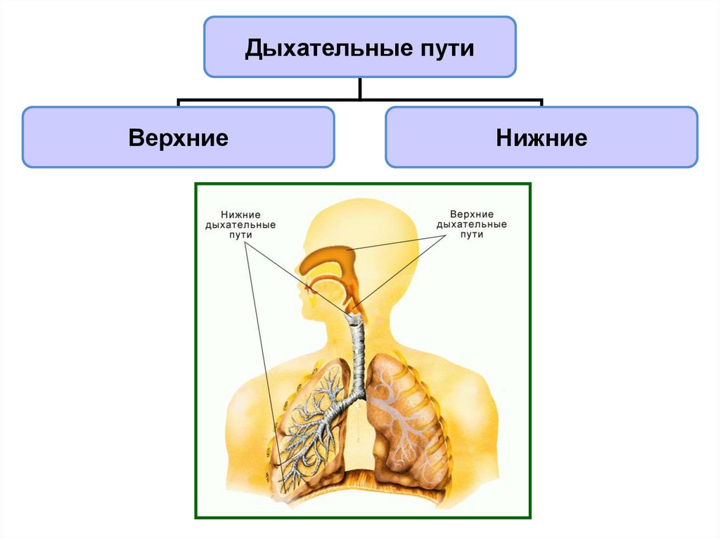 Презентация органы дыхания человека