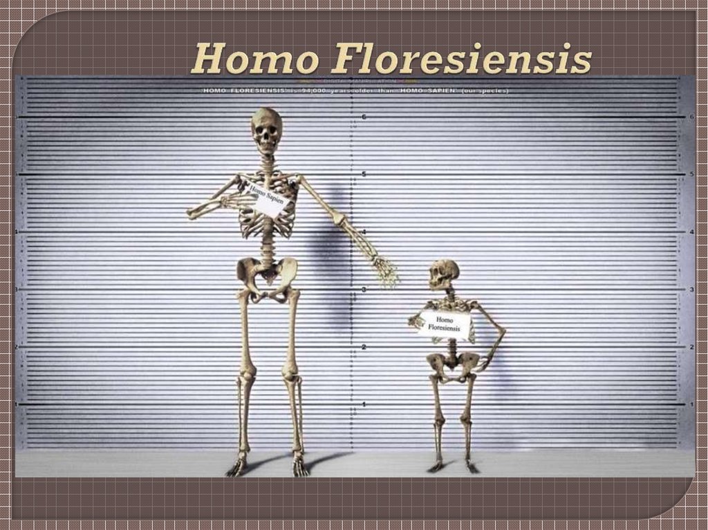 Homo Floresiensis