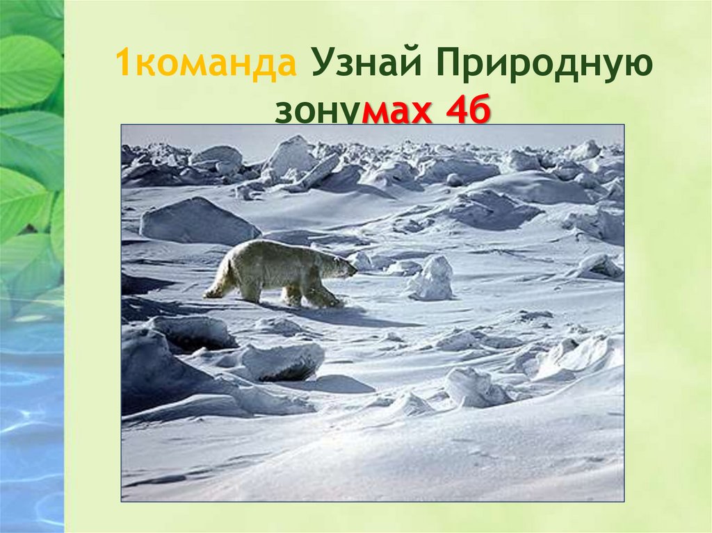 Природные зоны россии сочи. 1. Урок-игра по природным зонам России.