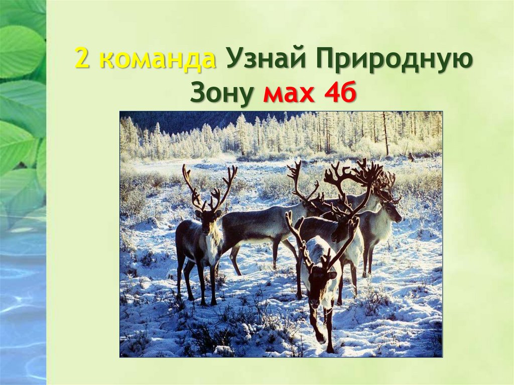 Укажите природную зону в которой можно встретить. Природные зоны России. Определи природную зону по картинке. Узнай природную зону. Животные из природных зон России.