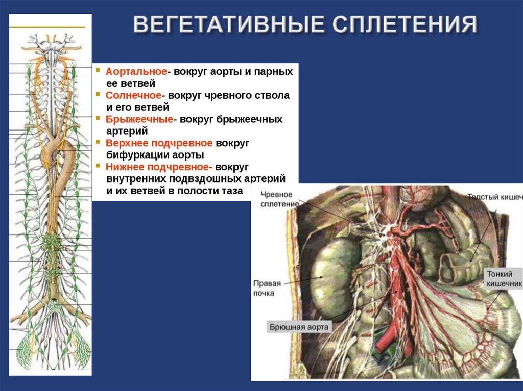 Нервная система латынь. Чревное сплетение анатомия. Чревное сплетение у человека анатомия. Чревное сплетение анатомия строение. Вегетативная нервная система сплетения строение.