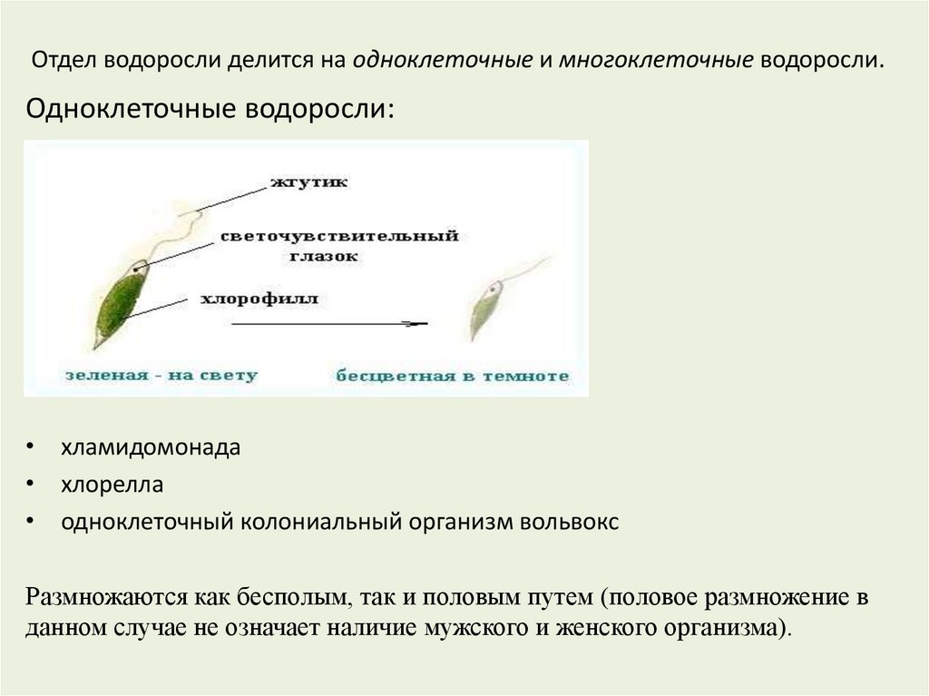 Признаки отдела водоросли. Отделы водорослей.