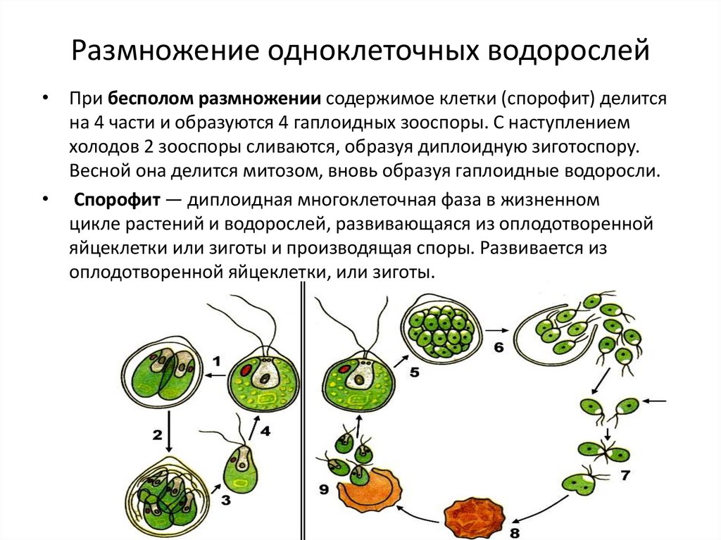 Условия размножения водорослей. Вегетативное размножение хламидомонады. Половое размножение одноклеточных водорослей.