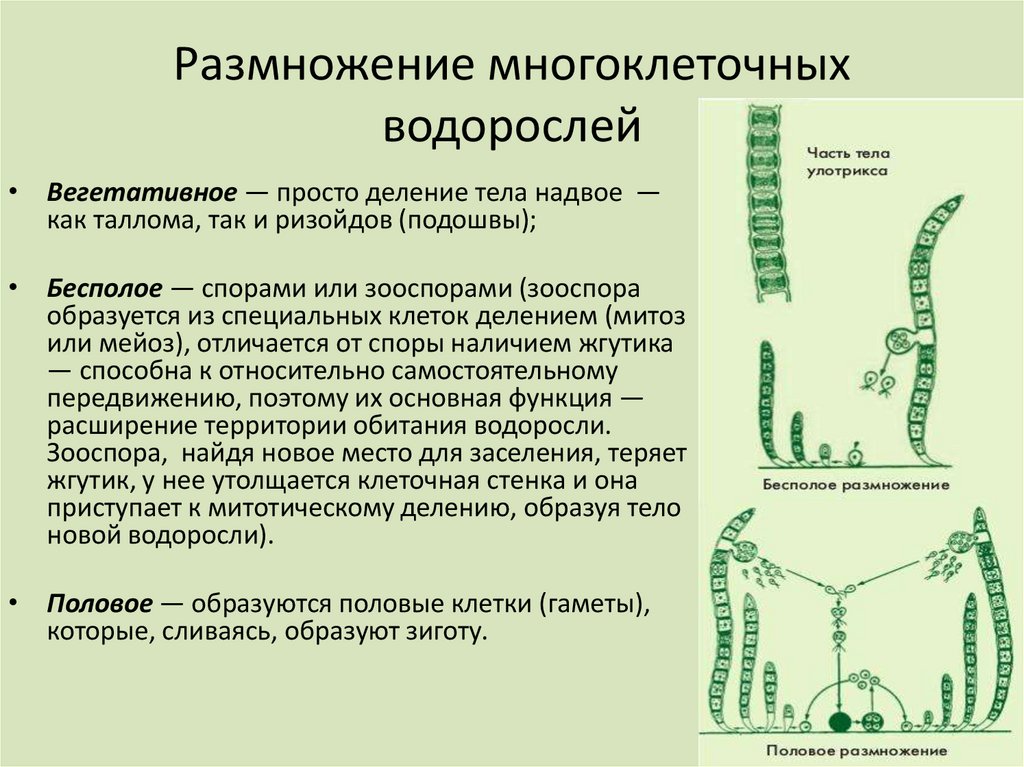 Размножение водорослей улотрикс. Строение улотрикса 6 класс биология. Размножение многоклеточных водорослей схема. Ламинария и улотрикс. Схема многоклеточные зеленые водоросли.