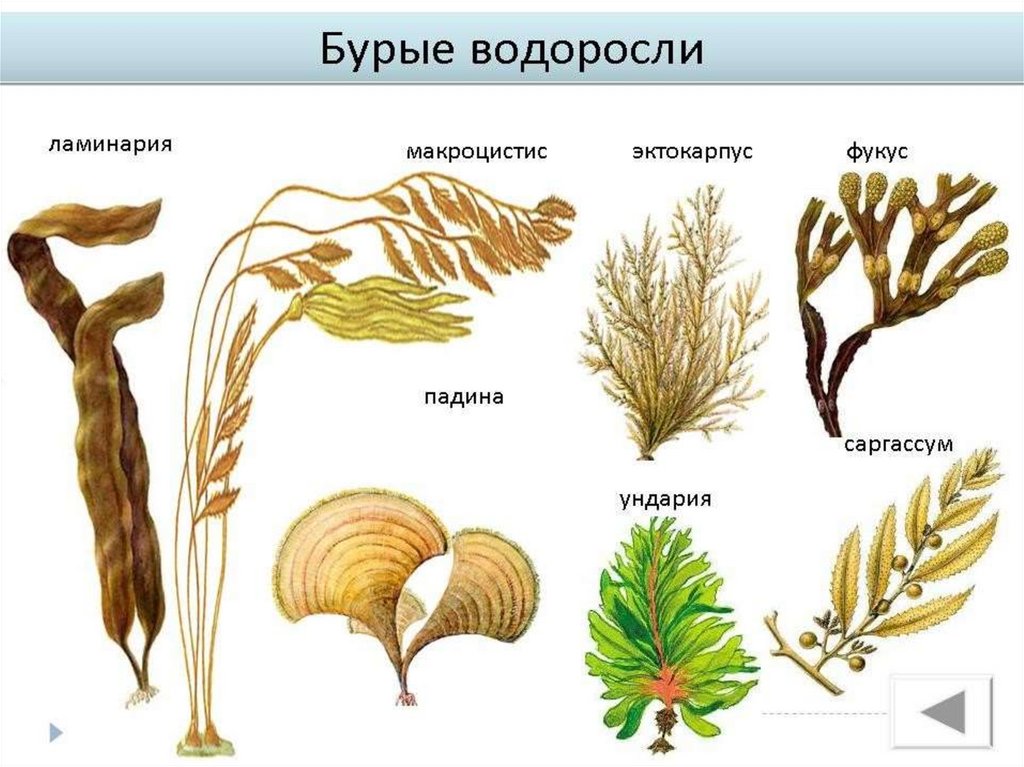 5 примеров водорослей. Многообразие бурых водорослей. Представители бурых водорослей названия. Многоклеточные бурыеые водоросли. Пластинчатые бурые водоросли.