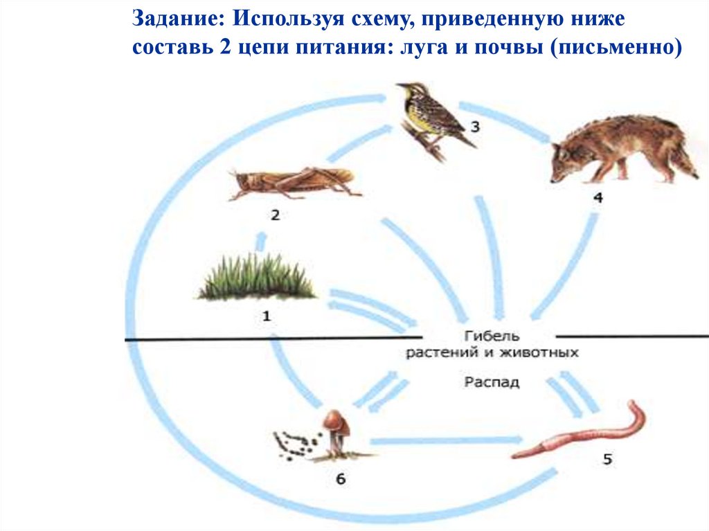 Презентация природные сообщества цепи питания 6 класс