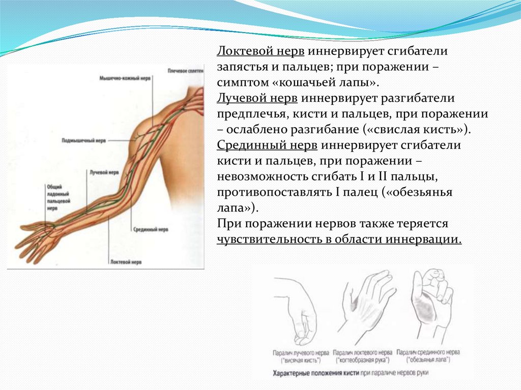 Где находится периферическая вена у человека фото