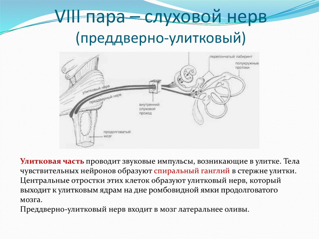Строение вестибулярного нерва. Преддверно-улитковый нерв схема. VIII пара - преддверно-улитковый нерв. VIII пара, преддверно-улитковый (слуховой) нерв. Строение уха преддверно-улитковый нерв.