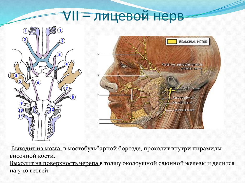 Лицевой нерв является. Лицевой нерв. Лицевой нерв лицевой нерв. Лицевой нерв рисунок. Ход лицевого нерва на лице.
