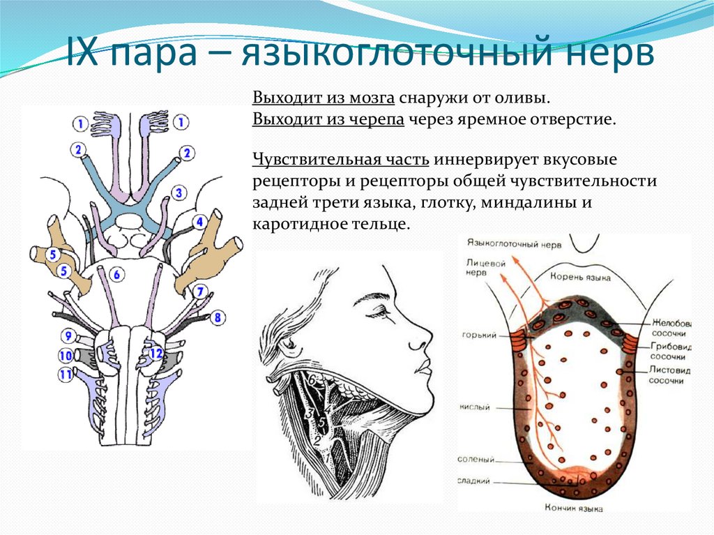 Языкоглоточный блуждающий нерв. 9 Пара языкоглоточный нерв. Глоточные ветви блуждающего и языкоглоточного нервов. Схема языкоглоточного нерва анатомия. Языкоглоточный нерв анатомия схема.