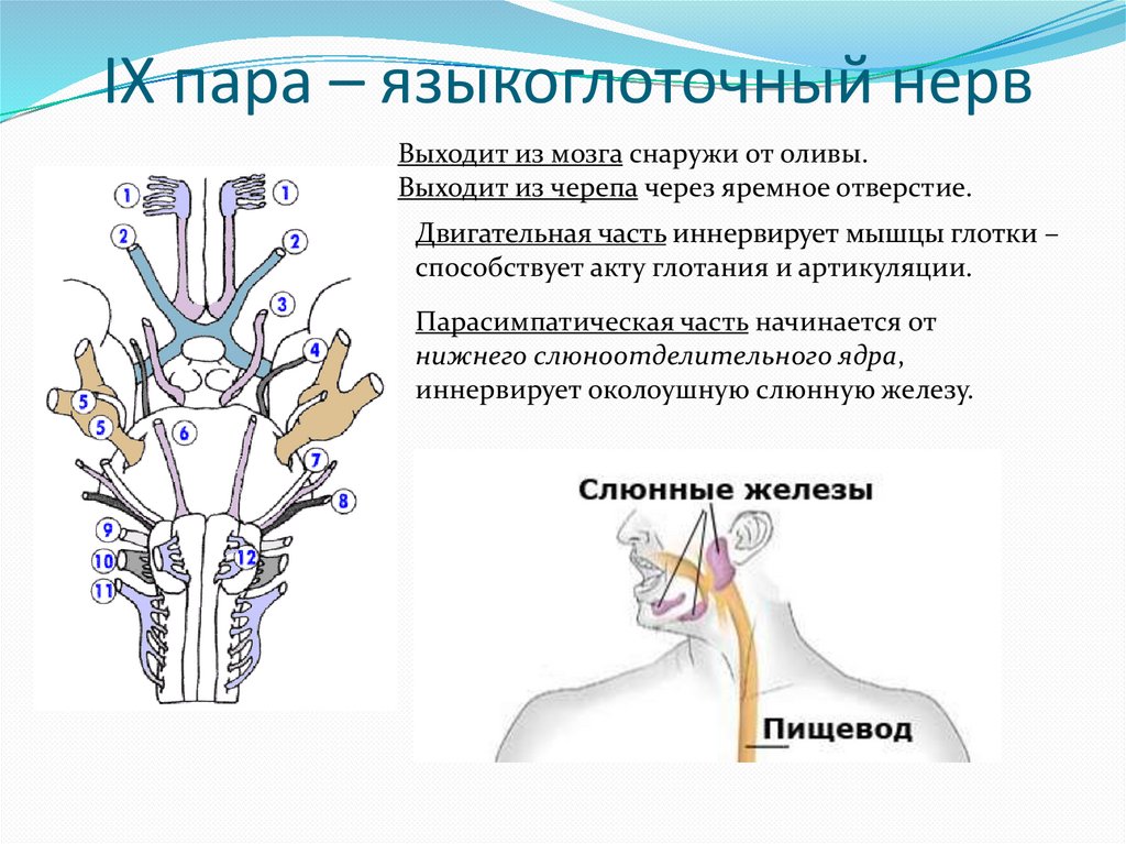 Ix черепного нерва. 9 Пара черепных нервов схема. Иннервация языкоглоточного нерва схема. Ядра языкоглоточного нерва схема. Языкоглоточный нерв неврология схема.