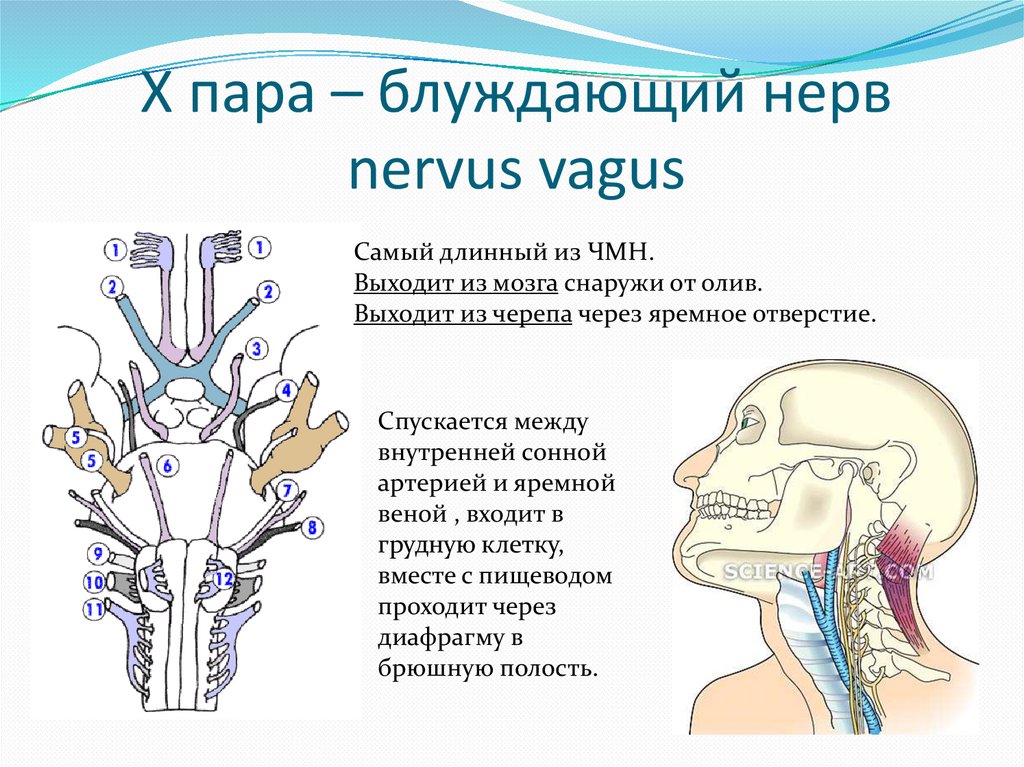 Блуждающий нерв в каком отделе мозга. Блуждающий нерв схема. Внутричерепной ход блуждающего нерва. 10 Пара черепных нервов анатомия. Топография ядер блуждающего нерва.