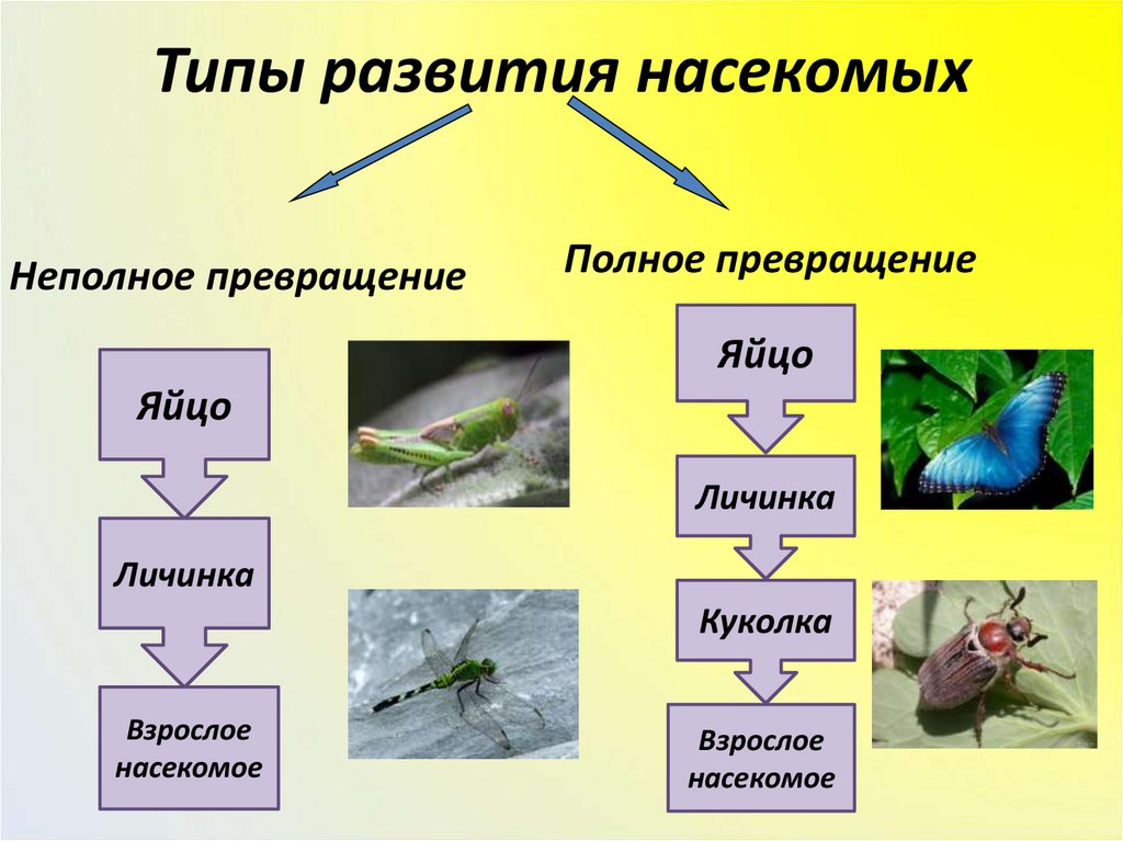 В чем преимущество развития с метаморфозом. Типы развития насекомых. Типы развития насекомых схема. Типы насекомых с неполным превращением. Типы Метаморфоза насекомых.