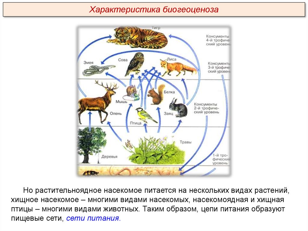 Растение группа биогеоценоза. Схема экосистемы в природе. Биогеоценоз это в биологии. Коренной биогеоценоз. Экосистема много видов.