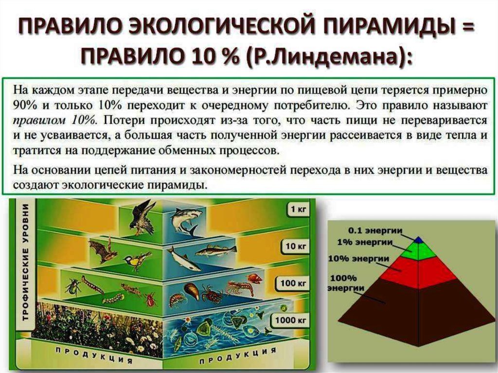 Используя правило 10. Экологическая пирамида это в биологии 11 класс. Пирамида передачи энергии биомассы. Трофический уровень экологической пирамиды. Правило экологической пирамиды Линдемана.