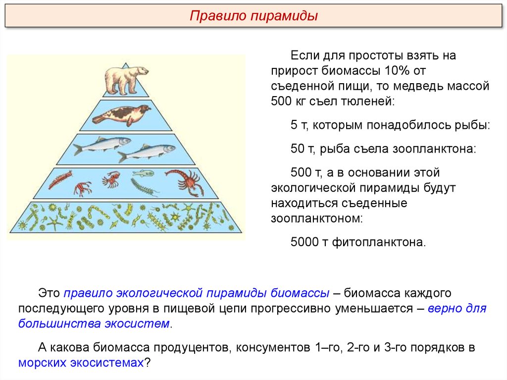 Биомасса каждого трофического уровня. Правило экологической пирамиды. Экологическая пирамида биомассы. Экологическая пирамида аквариума. Пирамида биомассы океана.
